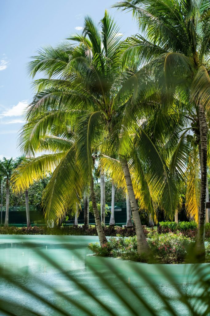Hotel investment opportunities in Mexico: resort pool surrounded by palm trees in the Riviera Maya